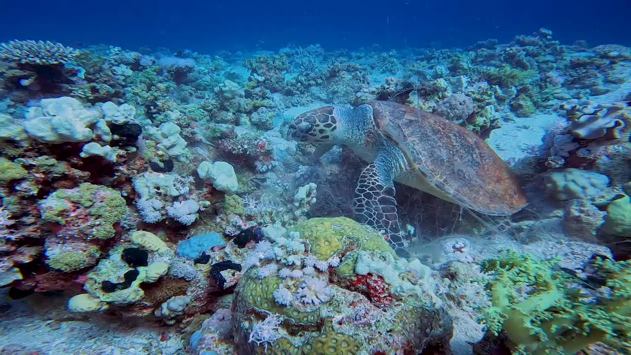 这是一段在埃及红海拍摄的玳瑁海龟(Eretmochelys bricata)的4k视频视频素材