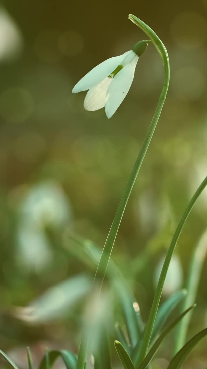 春林里的雪花莲视频素材