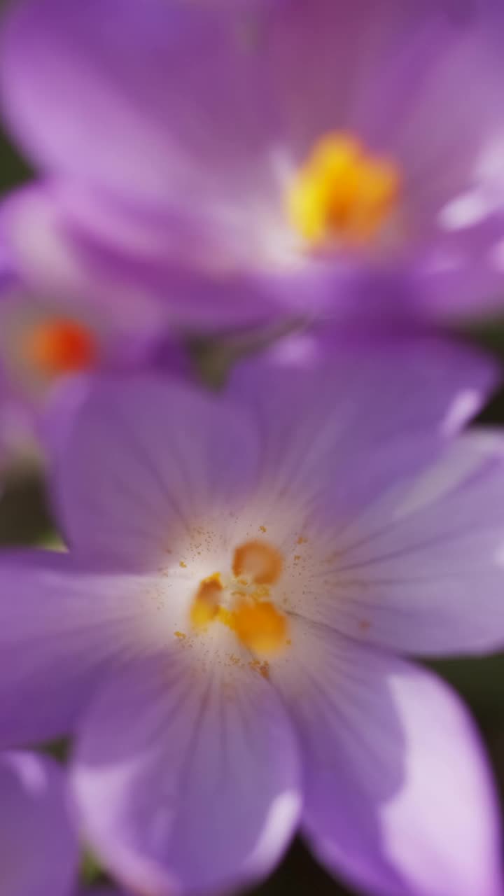 春花开花的番红花视频素材