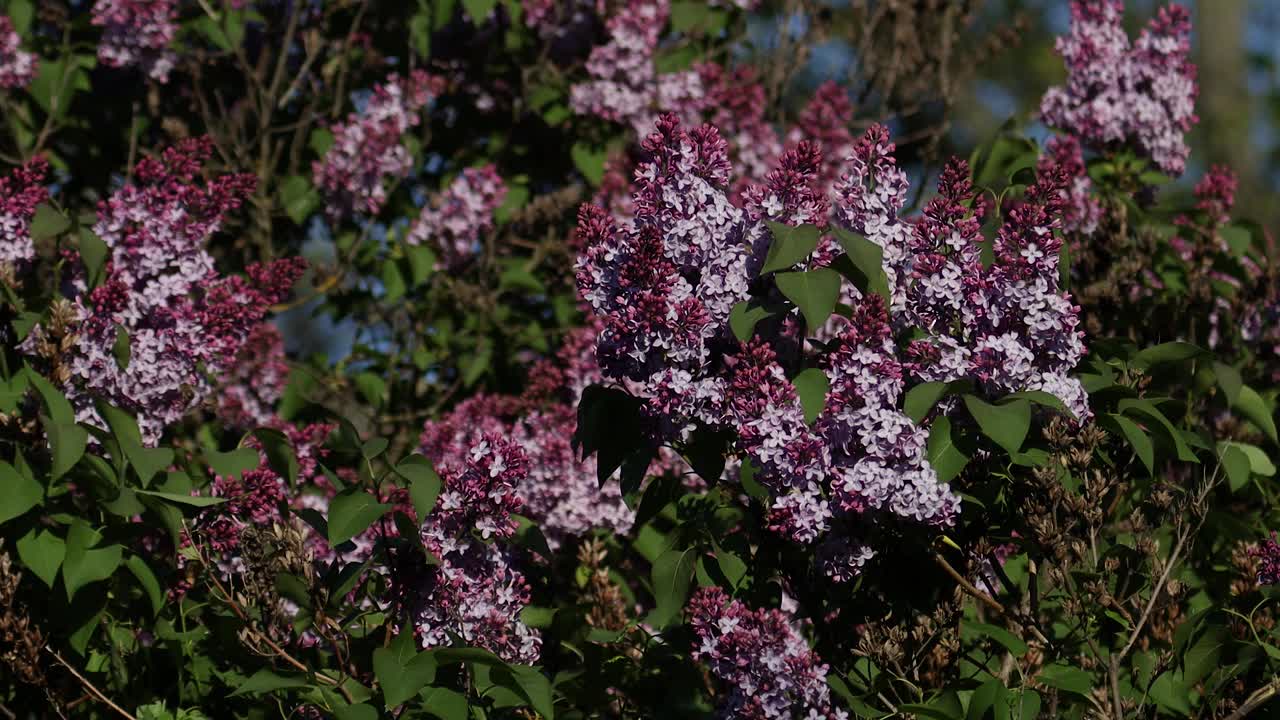 丁香在春天开花。丁香花和绿叶在风中摇曳。傍晚的阳光照亮了美丽的紫丁香树。视频素材