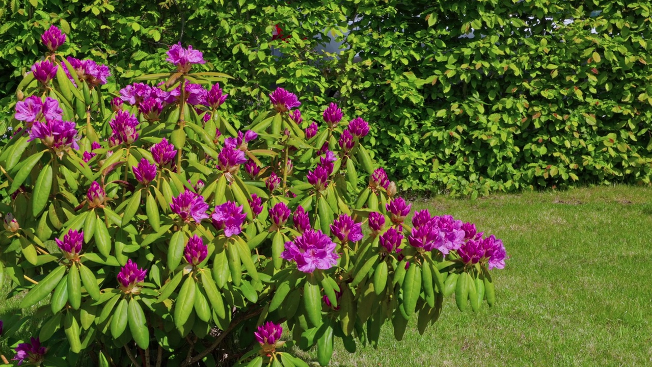 美丽的景色盛开的粉红色杜鹃花在绿草草坪的背景。视频素材