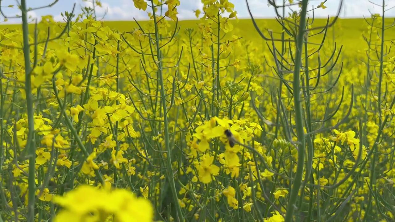 蜜蜂在油菜籽上采集花蜜视频素材