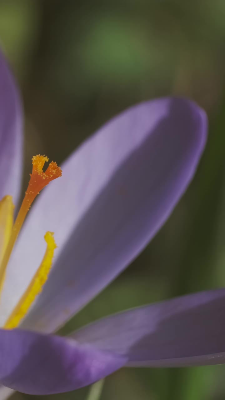 藏红花春天开花视频素材