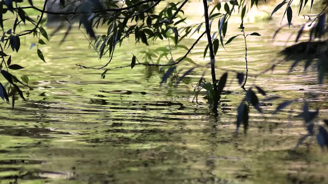 日落时分，一群野鸭妈妈和他们的孩子在湖水中游泳。视频素材