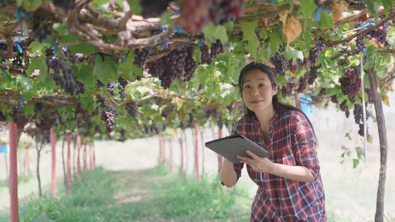 园丁们正在用平板电脑检查园子里葡萄的质量。视频素材