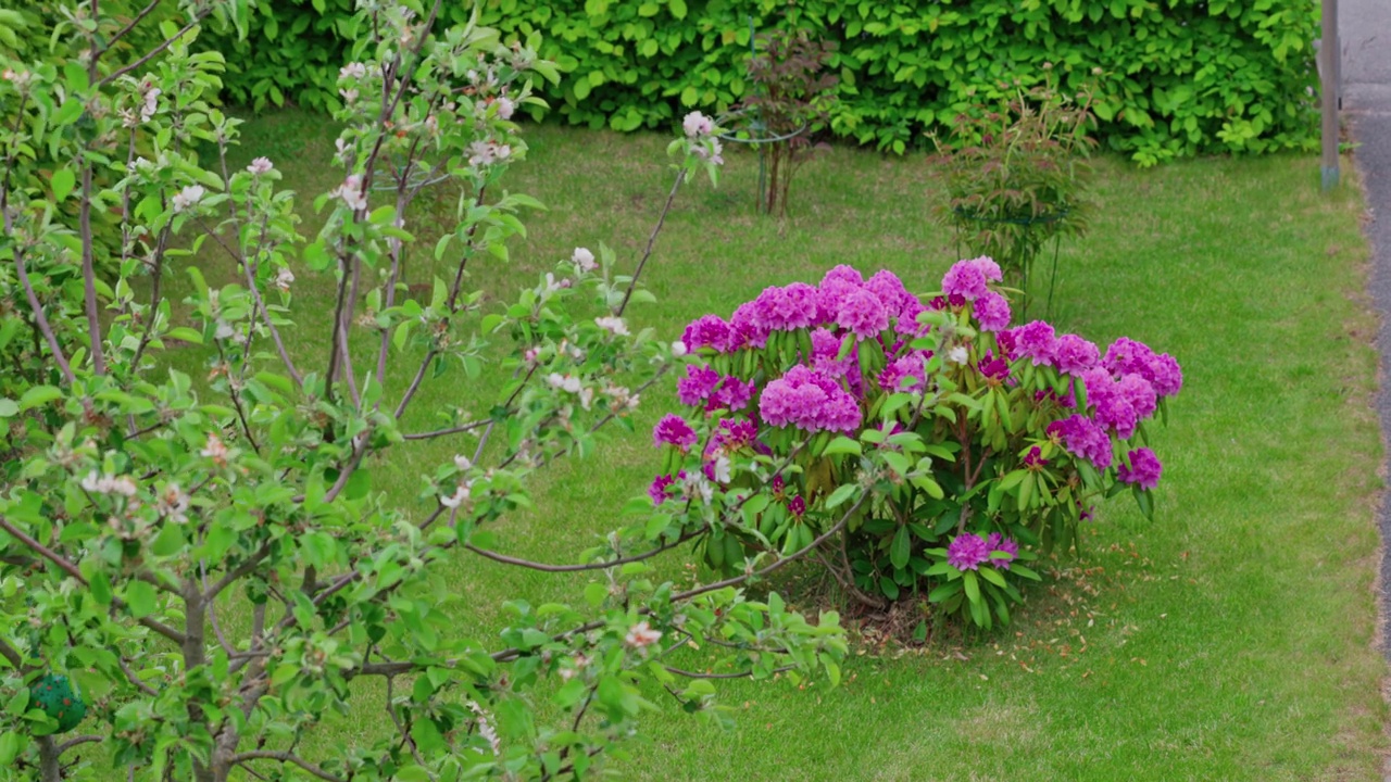 美丽的花园景观，盛开的杜鹃花和苹果树在夏日绿色草坪的背景下。瑞典。视频素材