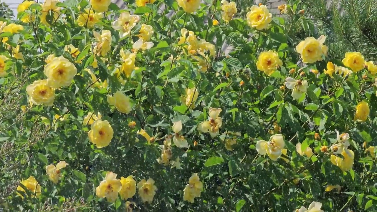 自动浇灌个人土地。浇草，浇花，浇树。洒水灌溉系统浇灌草坪、花草树木。视频素材