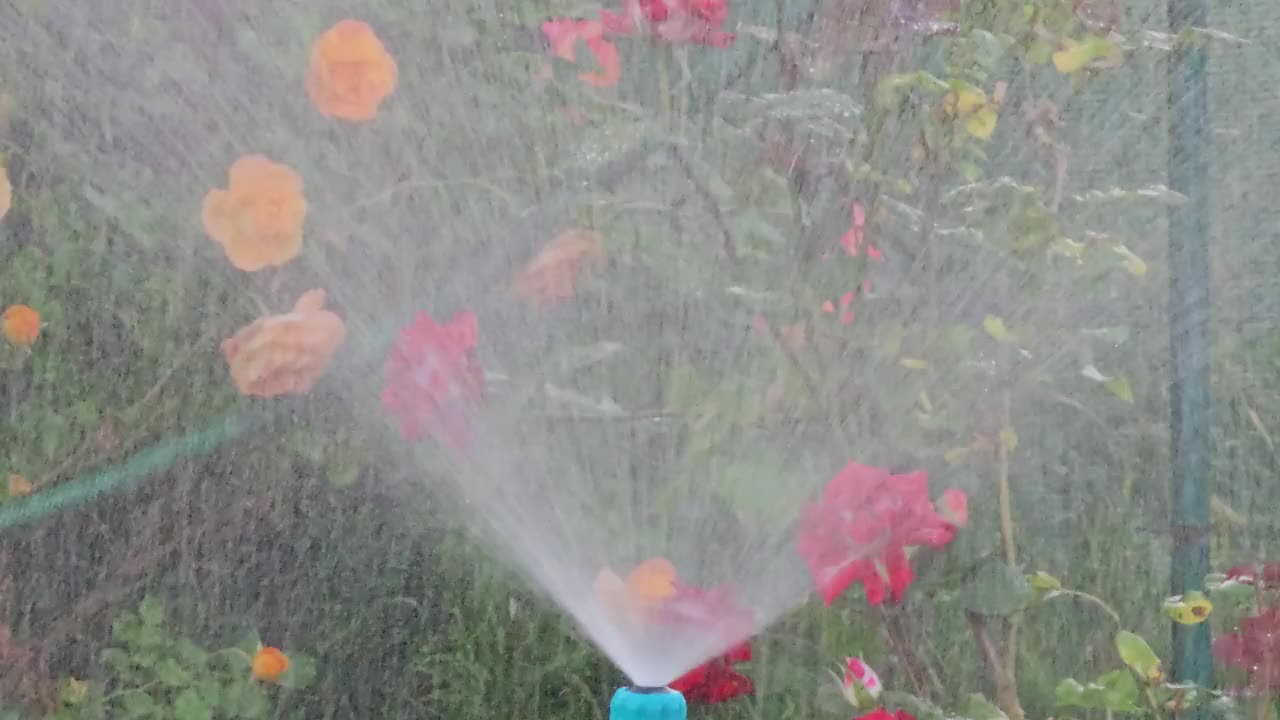 自动浇灌个人土地。浇草，浇花，浇树。洒水灌溉系统浇灌草坪、花草树木。视频素材