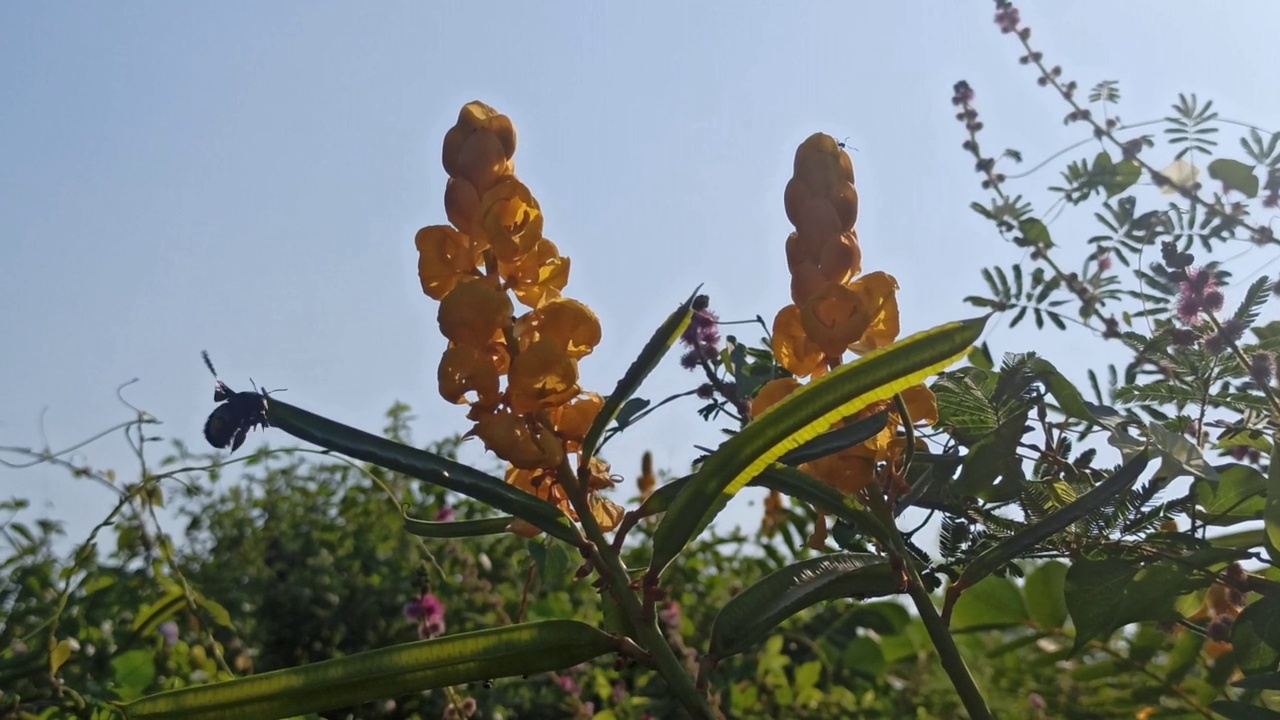 纯洁的大黄蜂视频素材