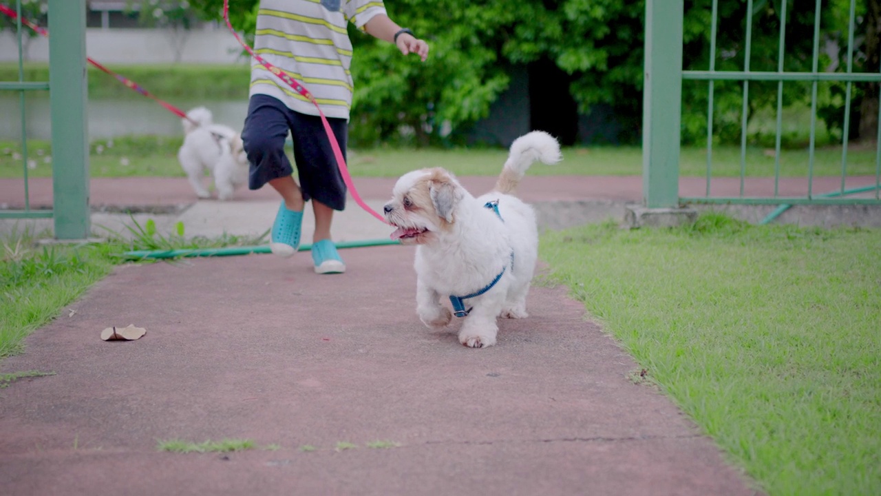 西施犬与主人在公园散步视频素材