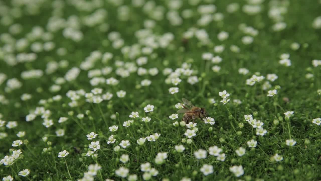 蜜蜂在盛开的草地上收集花粉或花蜜，并在多汁的绿色草地上为花朵授粉。前视图。特写，选择性对焦，浅景深。养蜂，农业或园艺的概念视频素材