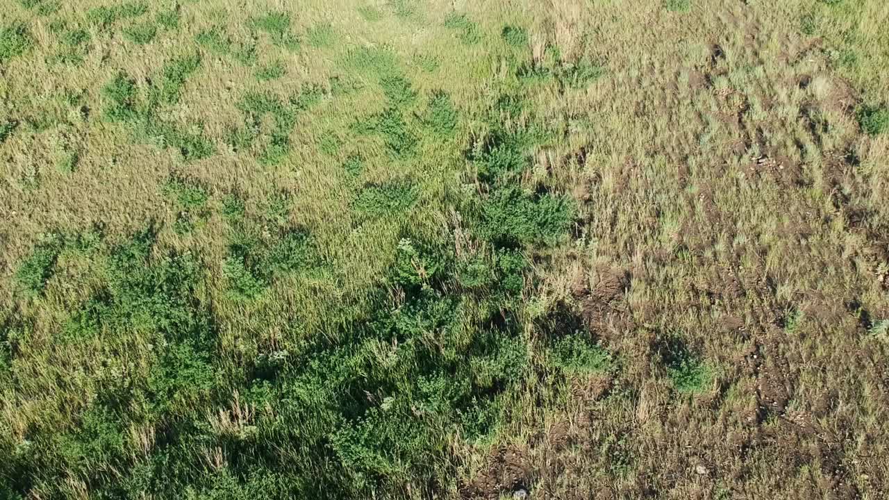 宁静的风景:碧草蓝天的田园视频素材