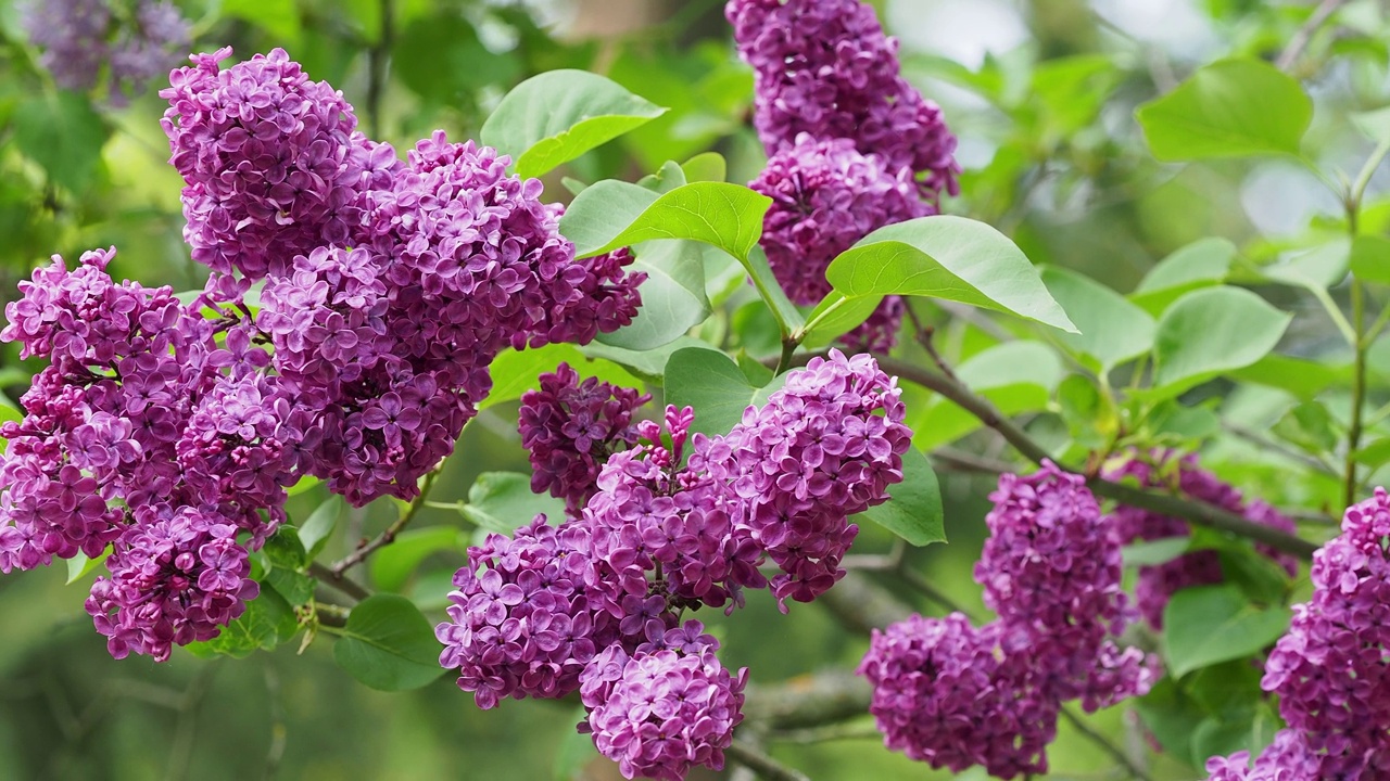 花园里开着春天的丁香花视频素材