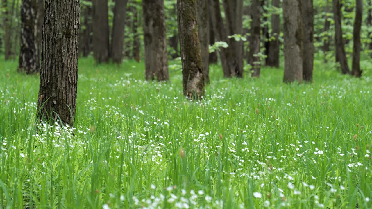 高大的春草和白色的花朵在阴影森林里。视频素材