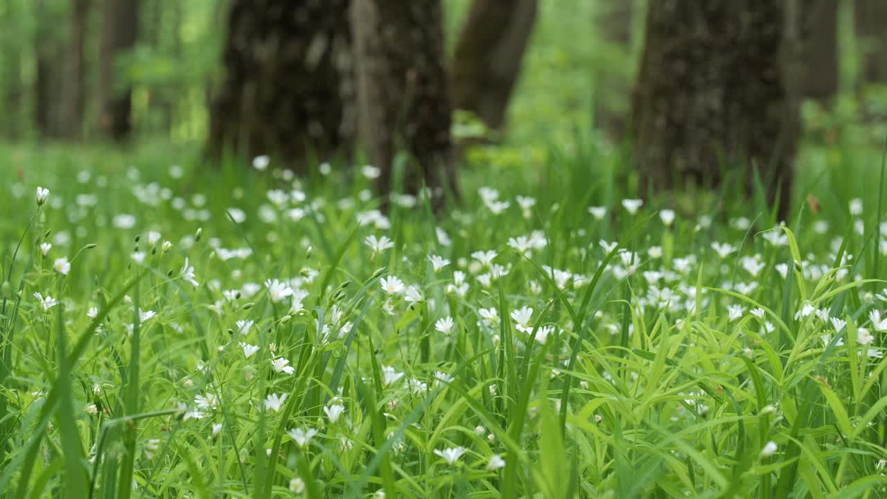 春荫林里的嫩草和白花。天然的泉水背景。视频素材