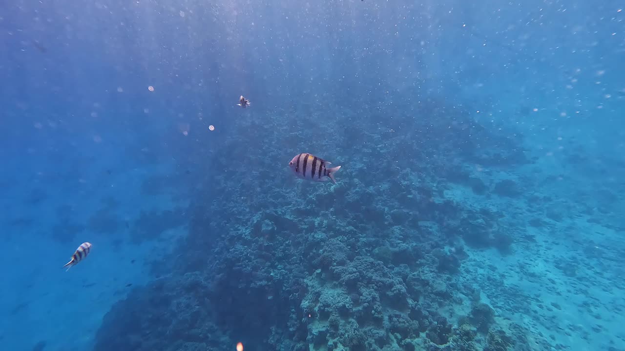 埃及红海里的珊瑚和鱼视频素材