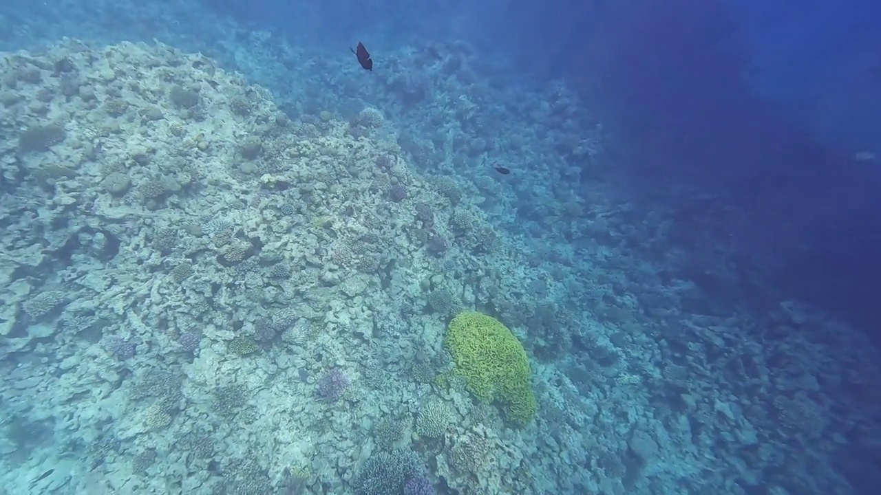 埃及红海里的鱼群视频素材