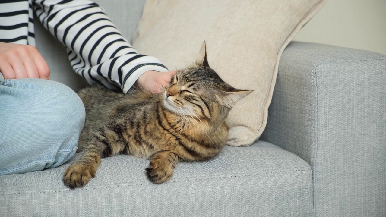 一个女人抚摸着一只猫。主人和宠物的关系，爱和关心。视频素材