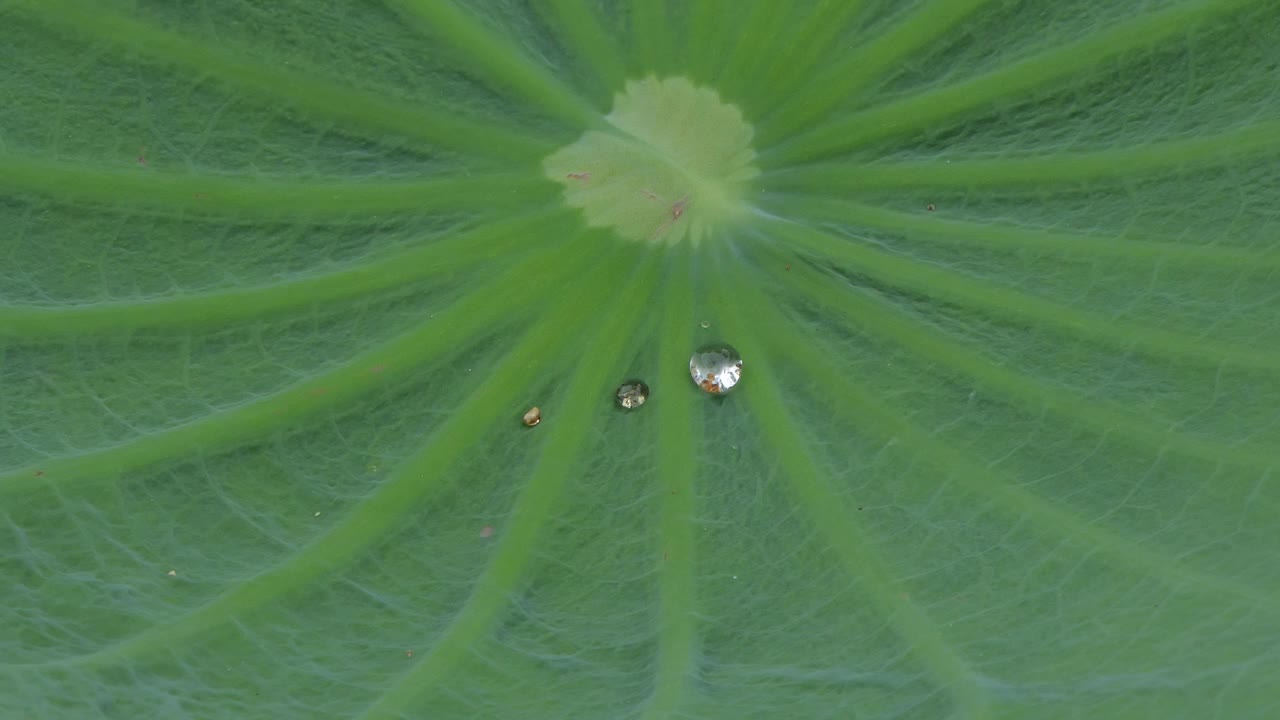 早晨在荷叶上滴点水。视频素材