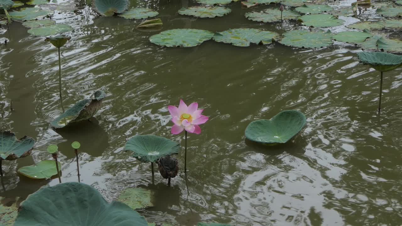 粉红色的荷花睡莲在早晨盛开。视频素材