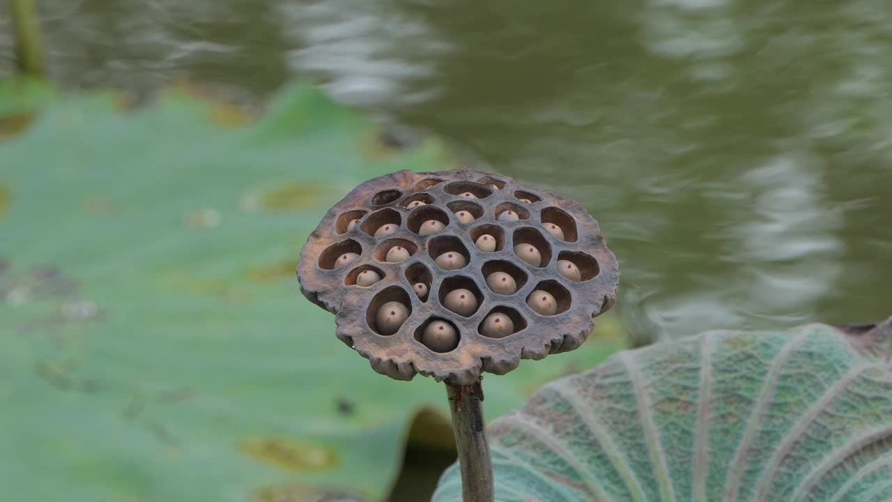 睡莲的种子。视频素材