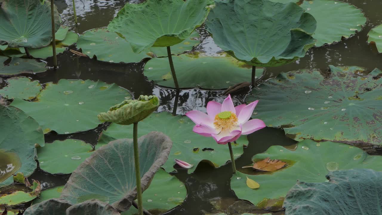 粉红色的荷花睡莲在早晨盛开。视频素材