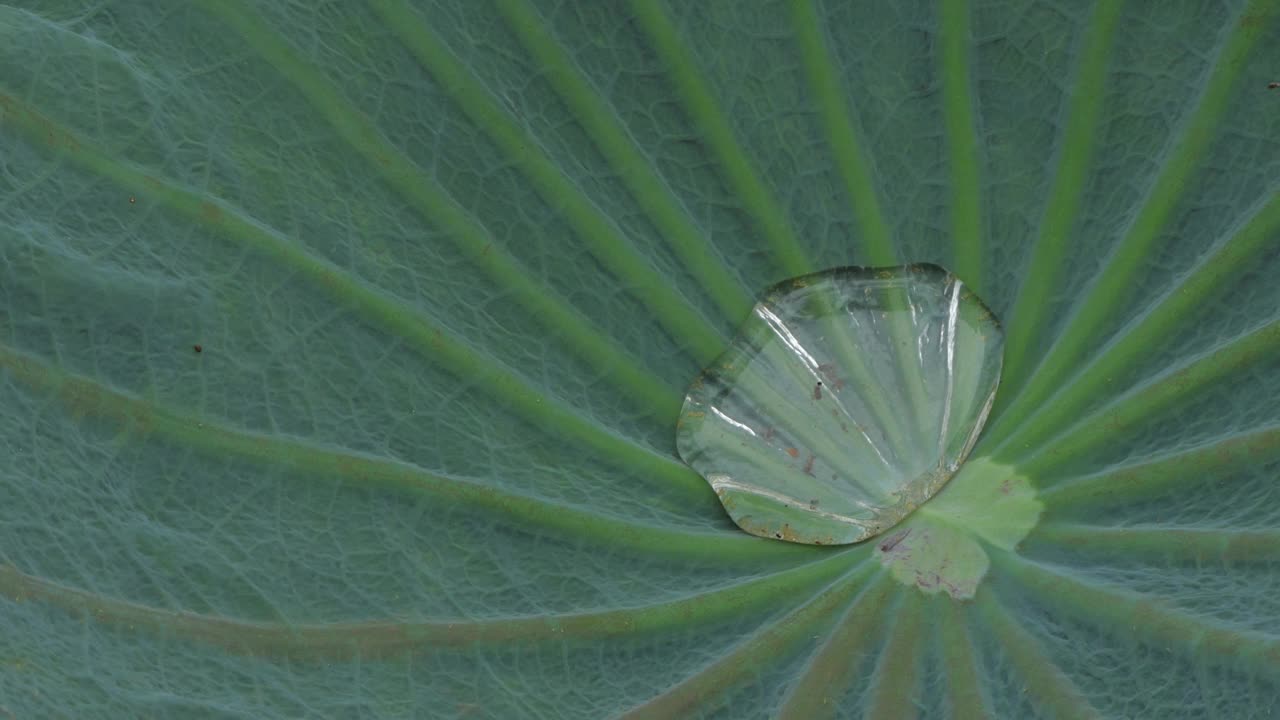 早晨在荷叶上滴点水。视频素材