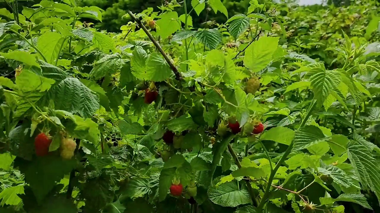 覆盆子系列特写。视频素材