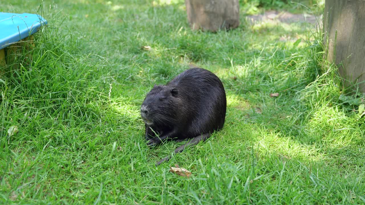 一只麝鼠(Ondatra zibethicus或nutria myastor)在公园小河边吃草的特写。鼠属啮齿动物在阳光明媚的夏日吃绿色的植物。4 k。视频素材