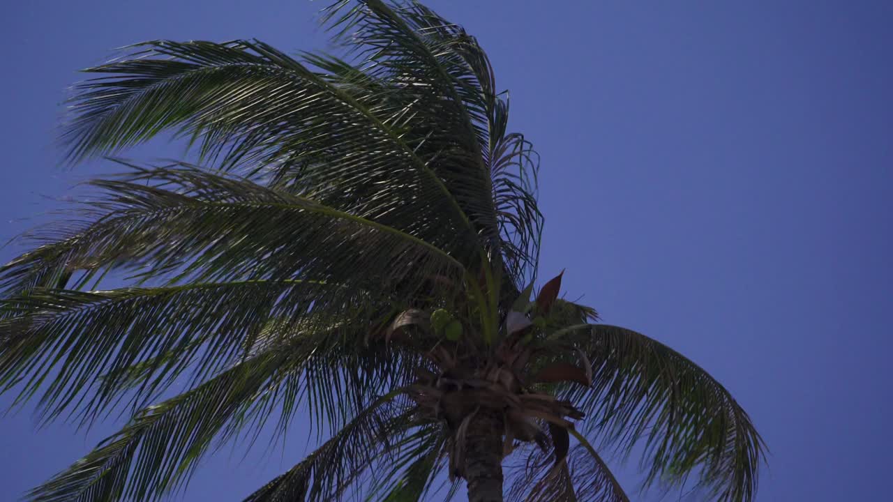 沙滩上椰树随风，天空晴朗。视频素材