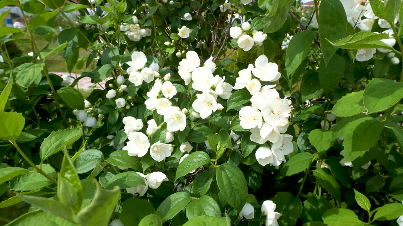 夏天花园里的茉莉花丛开着白色的花视频素材