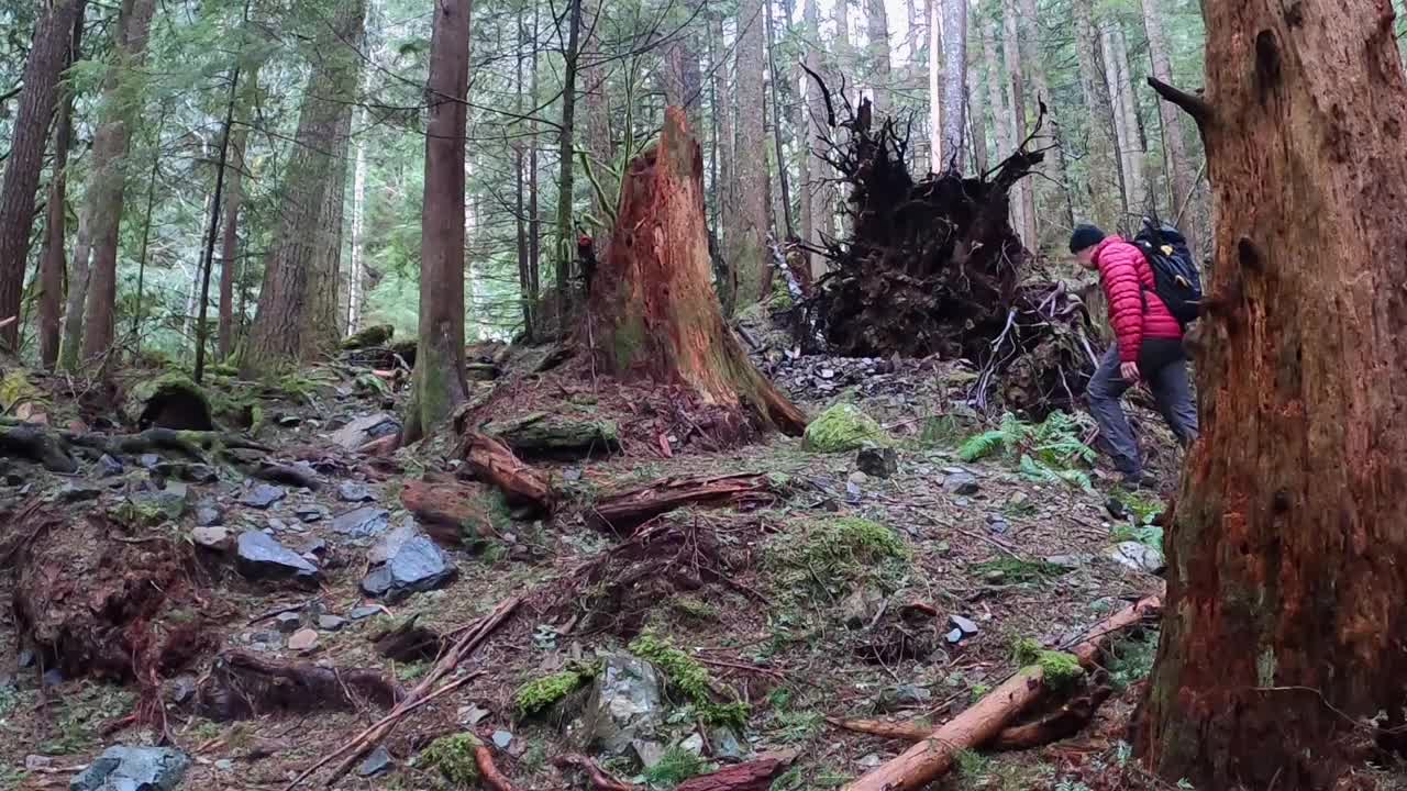 徒步旅行者穿过树林视频素材