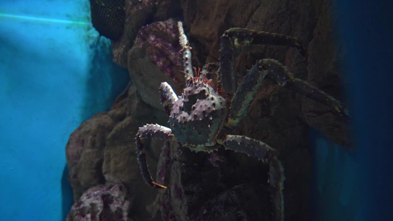 在霓虹灯下的水族馆里，螃蟹爬过水下的岩石视频素材