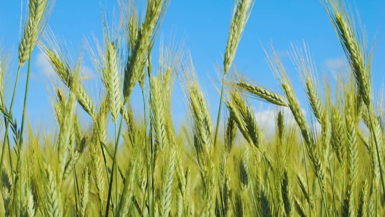 蓝天麦田夏季肥沃背景。小麦的小穗随风摇摆。谷物在夏天成熟。农业经营环境友好型小麦。全球粮食危机。视频素材