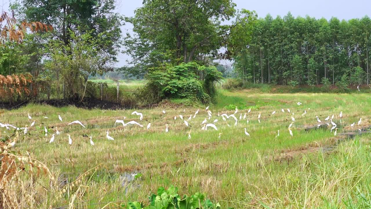 一群白鹭在湿地上慢动作飞翔。视频素材