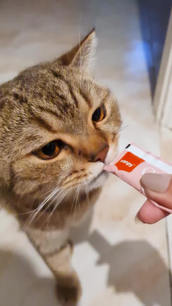 Cat snack视频素材