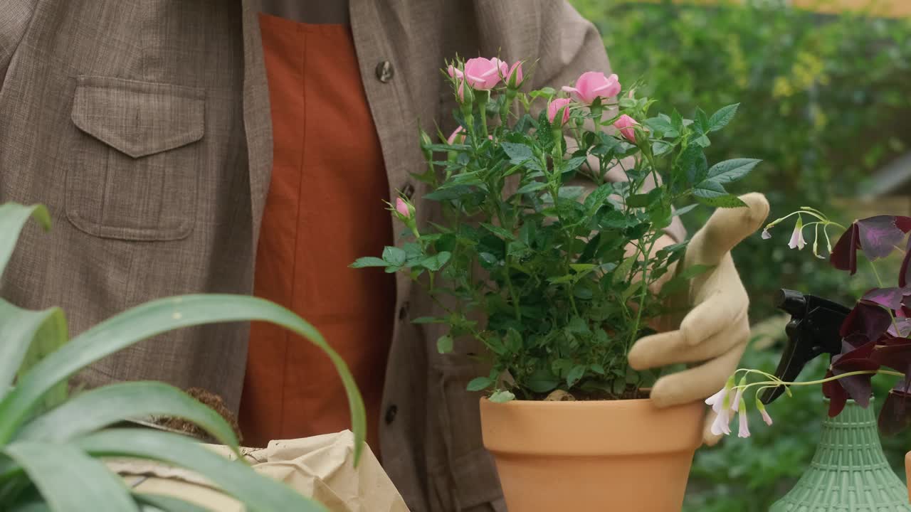 园丁将迷你玫瑰移栽到后院的花盆里，园艺概念视频素材