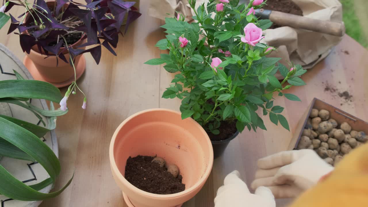 妇女们的手正在后院移植盆栽植物。视频素材