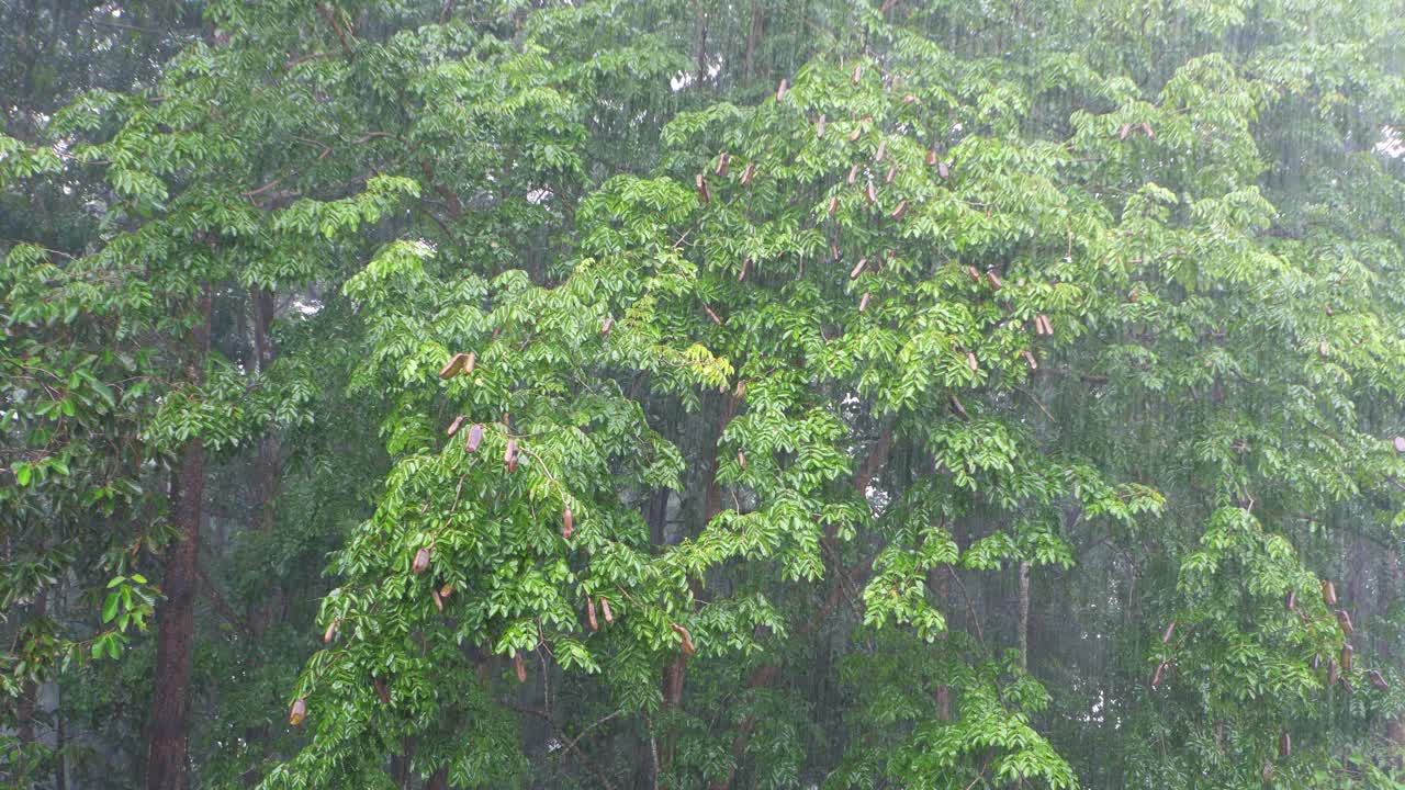 橡胶林下着大雨。视频素材