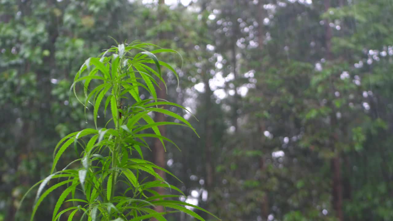 橡胶林下着大雨。视频素材