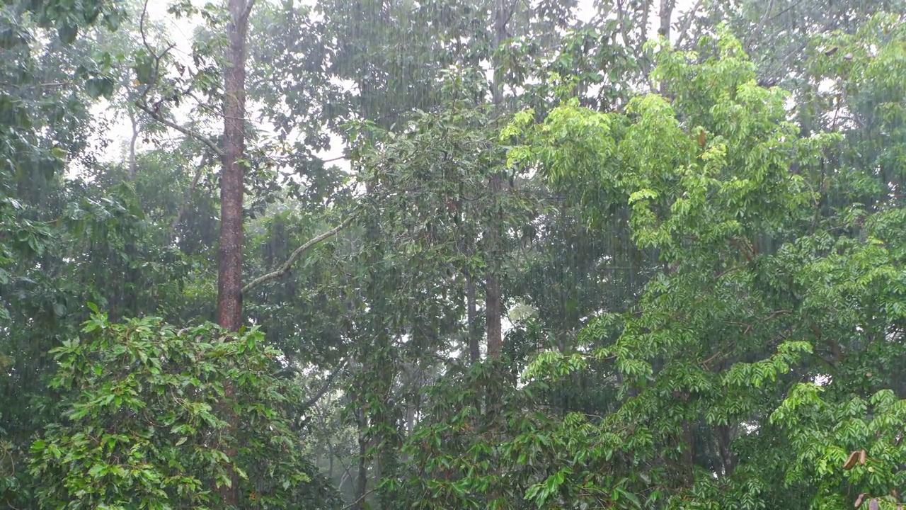 橡胶林下着大雨。视频素材