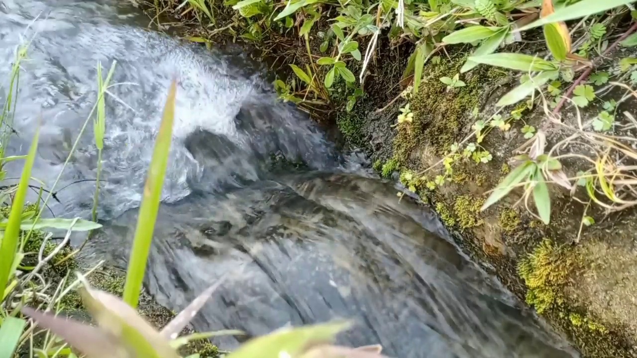 清澈的水流进沟渠，灌溉巴厘岛的稻田视频下载