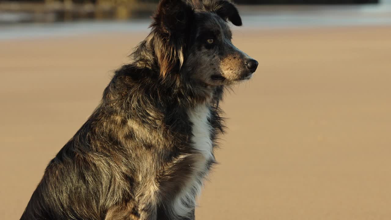 一只可爱的边境牧羊犬在日落的海滩上看着相机的特写肖像视频素材