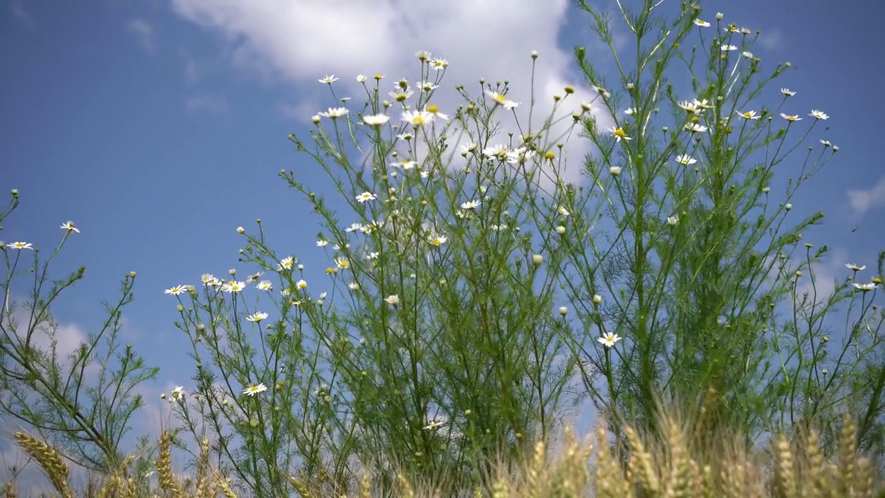 麦田里的洋甘菊视频素材