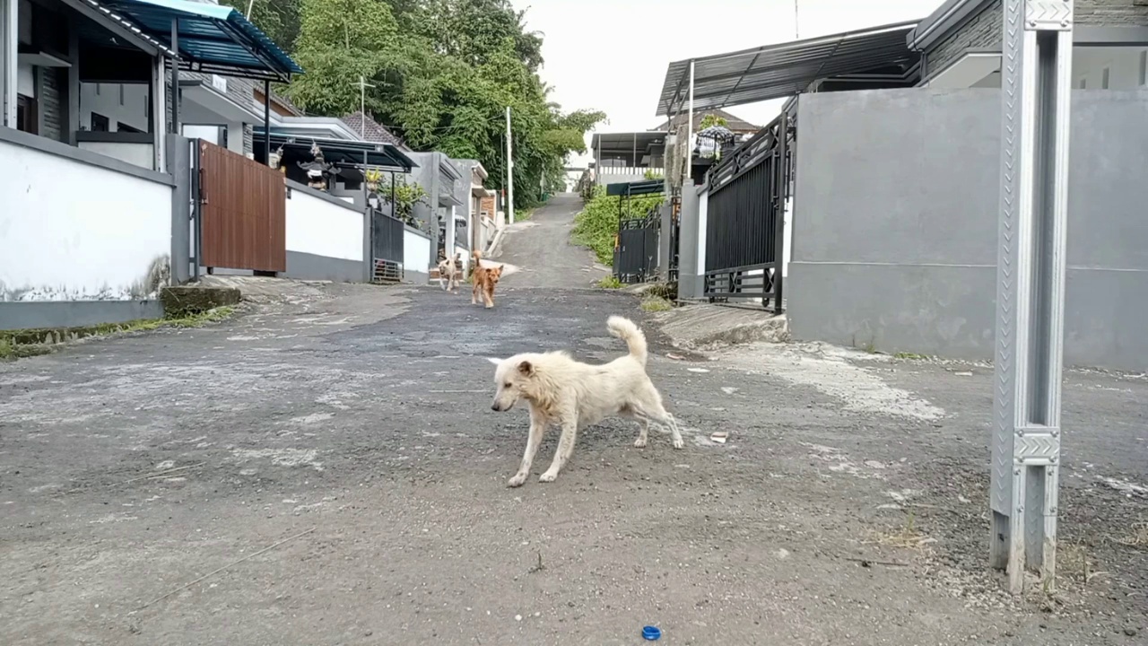 三只温顺的流浪狗在玩耍，忠诚地守护着小区视频下载