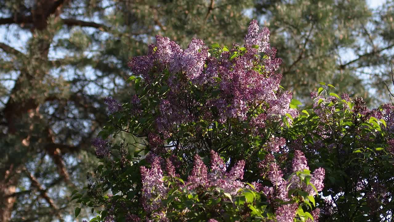 丁香在春天开花。丁香花和绿叶在风中摇曳。傍晚的阳光照亮了美丽的紫丁香树。视频素材