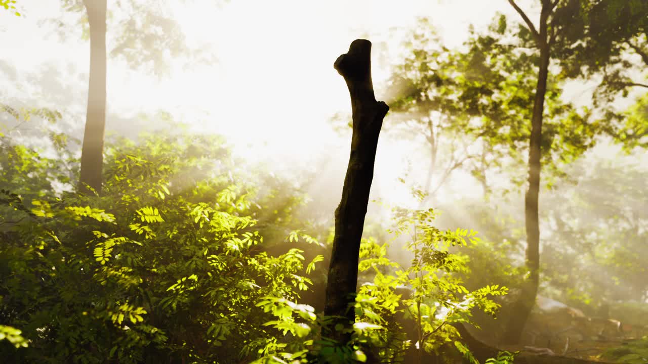 Sun shining into tropical forest视频素材