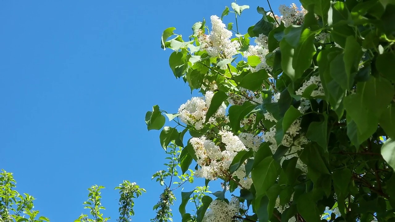 白色的丁香枝在春天清朗的蓝天的背景下。视频素材