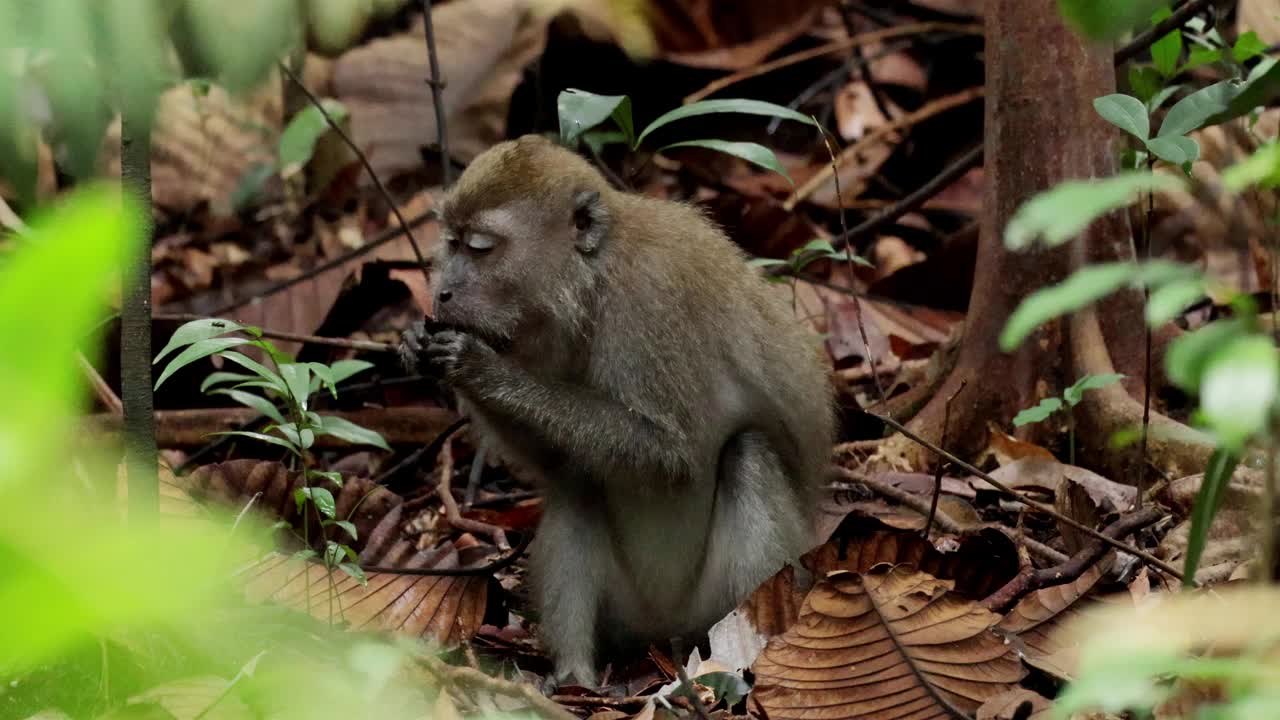 新加坡长尾猕猴科视频素材