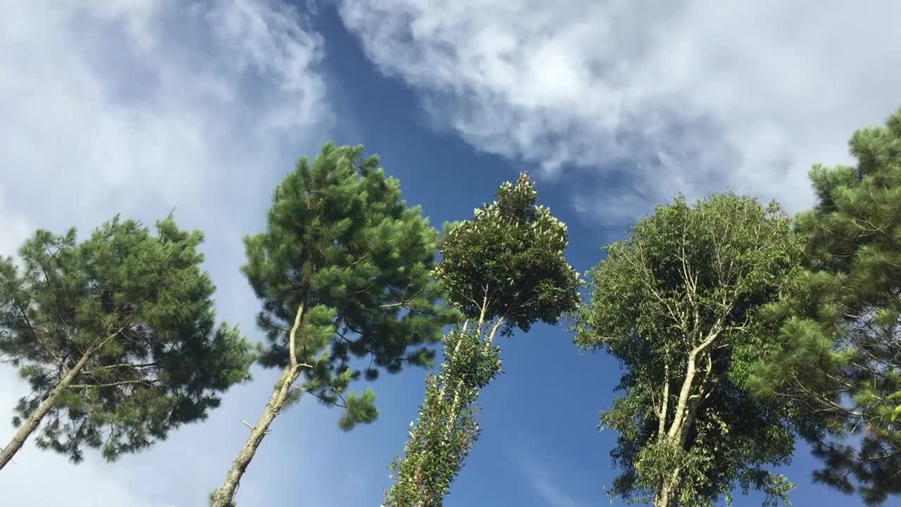 晴朗的天空下，几棵树在微风中摇曳。视频下载